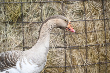 Close-up of a goose's head eye and neck