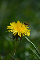 Dandelion with bee