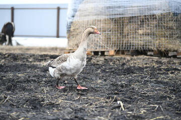 Gray goose walks on the farm
