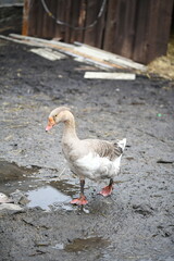 Gray goose walks on the farm