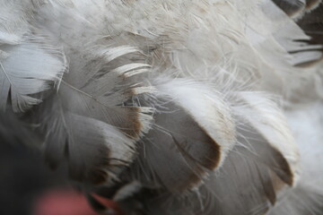 Close-up of a goose's wing feathers and undercoat
