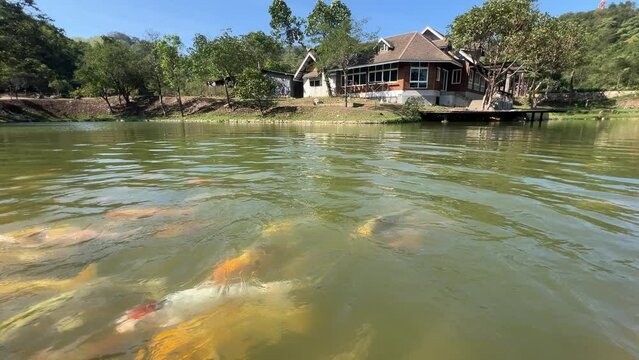 Koi fish swimming in pond at Pilok Mine bridge.