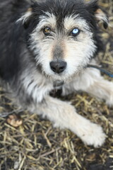 A funny dog with different colored eyes on a chain guards the farm