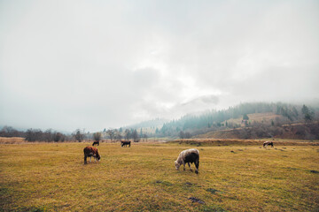 A majestic herd of cattle gracefully standing on top of a lush, green field filled with vibrant...