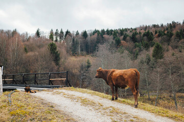 A majestic brown cow stands confidently atop a dirt road, its strong presence dominating the rural...