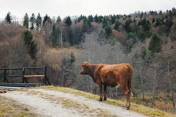 A majestic brown cow stands confidently on top of a dusty dirt road, its powerful presence...