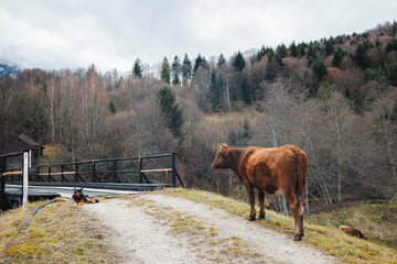 A majestic brown cow stands gracefully on top of a dirt road, proudly surveying its surroundings