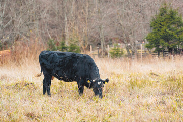 A magnificent black cow peacefully grazes in a lush field with towering trees in the background