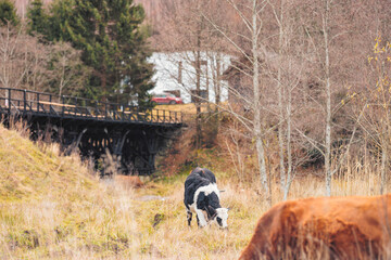 A majestic cow peacefully grazes in a lush green field next to a rustic bridge, under a clear blue...