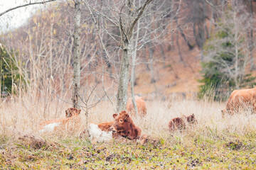 A serene scene of a herd of cattle peacefully standing and laying in a lush green field under the clear blue sky