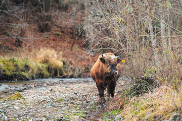 A majestic brown cow stands gracefully on top of a dirt road, contemplating the surroundings with...