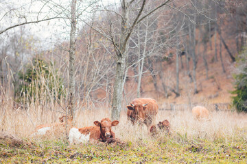 A magnificent herd of cattle gracefully stands on a lush, green grass-covered field, creating a...