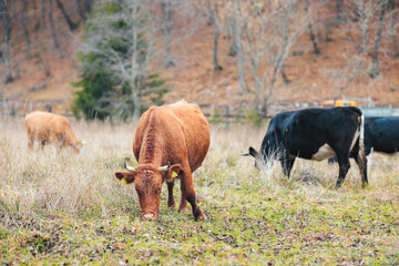 A vast dry grass field serves as the backdrop for a tranquil scene as a herd of cattle peacefully grazes, soaking up the warm sunlight