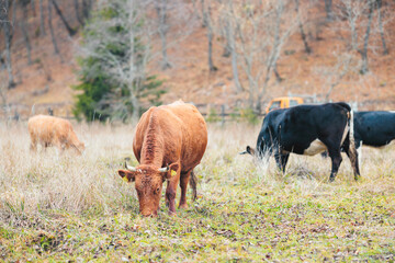 A large herd of cattle peacefully grazes on a sun-drenched dry grass field, creating a harmonious scene of movement and tranquility