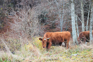 Two brown cows are peacefully standing on a lush green field, grazing on the fresh grass under the...