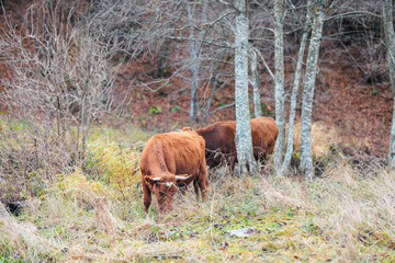 Two cows, one brown and one black, stand gracefully amongst the trees in a tranquil forest clearing