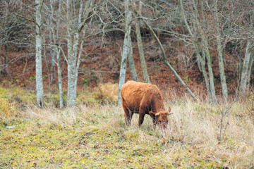 A beautiful brown cow is peacefully standing in a field surrounded by tall trees