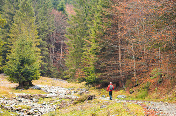 A man walks through a dense forest filled with towering trees, casting dappled sunlight on the...