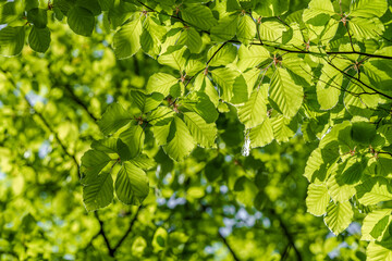 Sunlight filtering through tree branches onto groundcover vegetation
