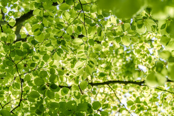 Sunlight filtering through tree branches onto groundcover vegetation