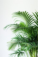 Lush Green Palm Fronds Against White Background