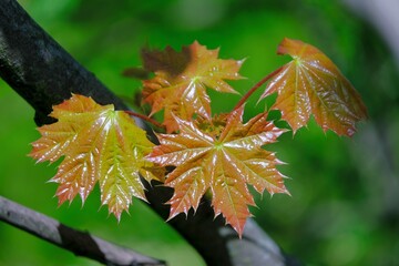 Close up of branches with young maple leaves in spring