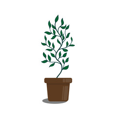 The plant in the pot grows well with lots of green leaves isolated on a transparent white background, vector illustration with customizable eps 10 files.