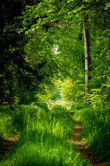 a path in the middle of a lush green forest