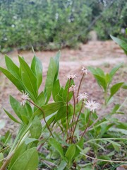 Dense dark green leaves in the garden. Emerald green leaf texture. Nature abstract background. Tropical forest. Above view of dark green leaves with natural pattern. Tropical plant wallpaper. Greenery