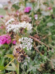 lovely phlox pink flowers in the garden, pink phlox blossom flowers in park	
