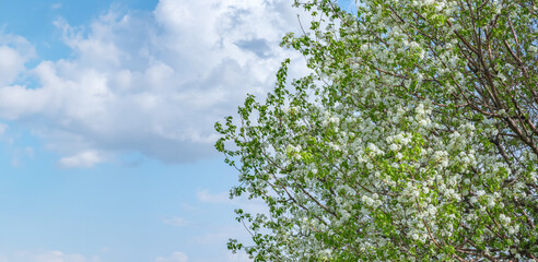 Tree decorated with white flowers and cloudy sky in spring. Newly resurrected nature concept with...