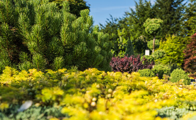 Beautiful Rockery Garden Full of Pine Plants