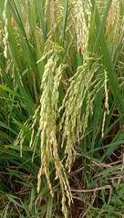 photo of green rice plants for the background