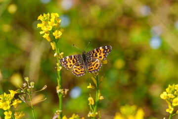 Butterfly on yellow flower in field, a key pollinator in the ecosystem
