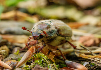 Closeup of an insect, a beetle, Melolontha, on the ground, a terrestrial arthropod organism