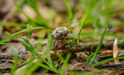 Closeup of an insect, a beetle, Melolontha, on the ground, a terrestrial arthropod organism