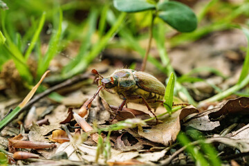 Closeup of an insect, a beetle, Melolontha, on the ground, a terrestrial arthropod organism