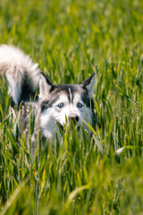 Vertical photo husky peering through green grass. Animals concept.