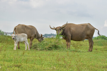 Mother buffalo and baby buffalo are eating grass in the field, mother buffalo and baby buffalo are playing
