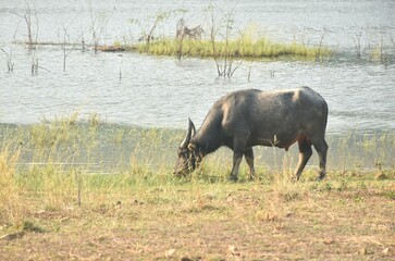 Thai buffalo feeding grass on field at Klong bot water reservoir lake in Thailand