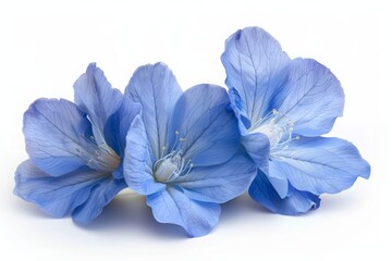 surreal exotic blue flowers macro isolated on white background,  Greeting card objects for anniversaries, wedding, mothers and women day 