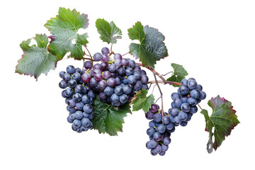 Grape Cluster with Leaves On Transparent Background.