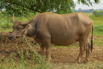 Male buffalo in the pasture, Buffalo eating grass, Buffalo farmer