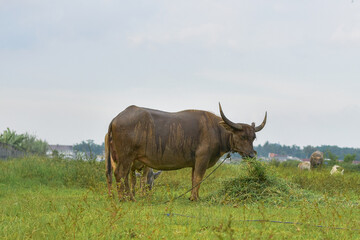 Male buffalo in the pasture, Buffalo eating grass, Buffalo farmer