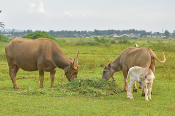 Mother buffalo and baby buffalo are eating grass in the field, mother buffalo and baby buffalo are playing