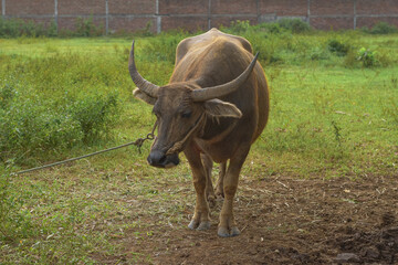 Obraz premium Male buffalo in the pasture, Buffalo eating grass, Buffalo farmer
