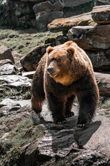 Fototapeta premium Ursus arctos beringianus, medvěd kamčatský