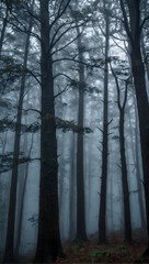 a captivating picture of a fog-shrouded forest, evoking a sense of mystery and wonder.