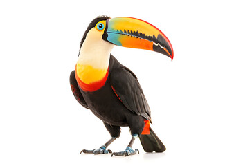 Obraz premium toucan isolated on white background