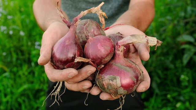 collects onions in a basket in the garden. Selective focus.